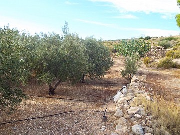 Plot of land with Olive Grove